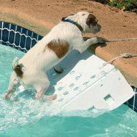dog_pool_ramp